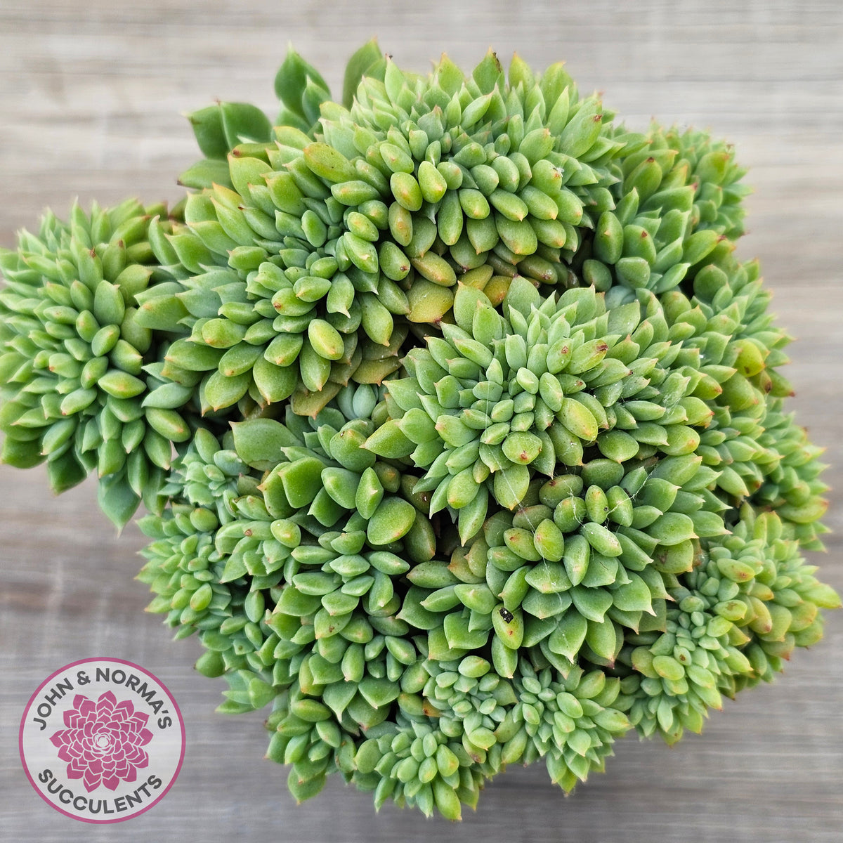 Echeveria 'Leisal' Crested (lg)
