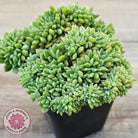 Echeveria 'Leisal' Crested (lg)