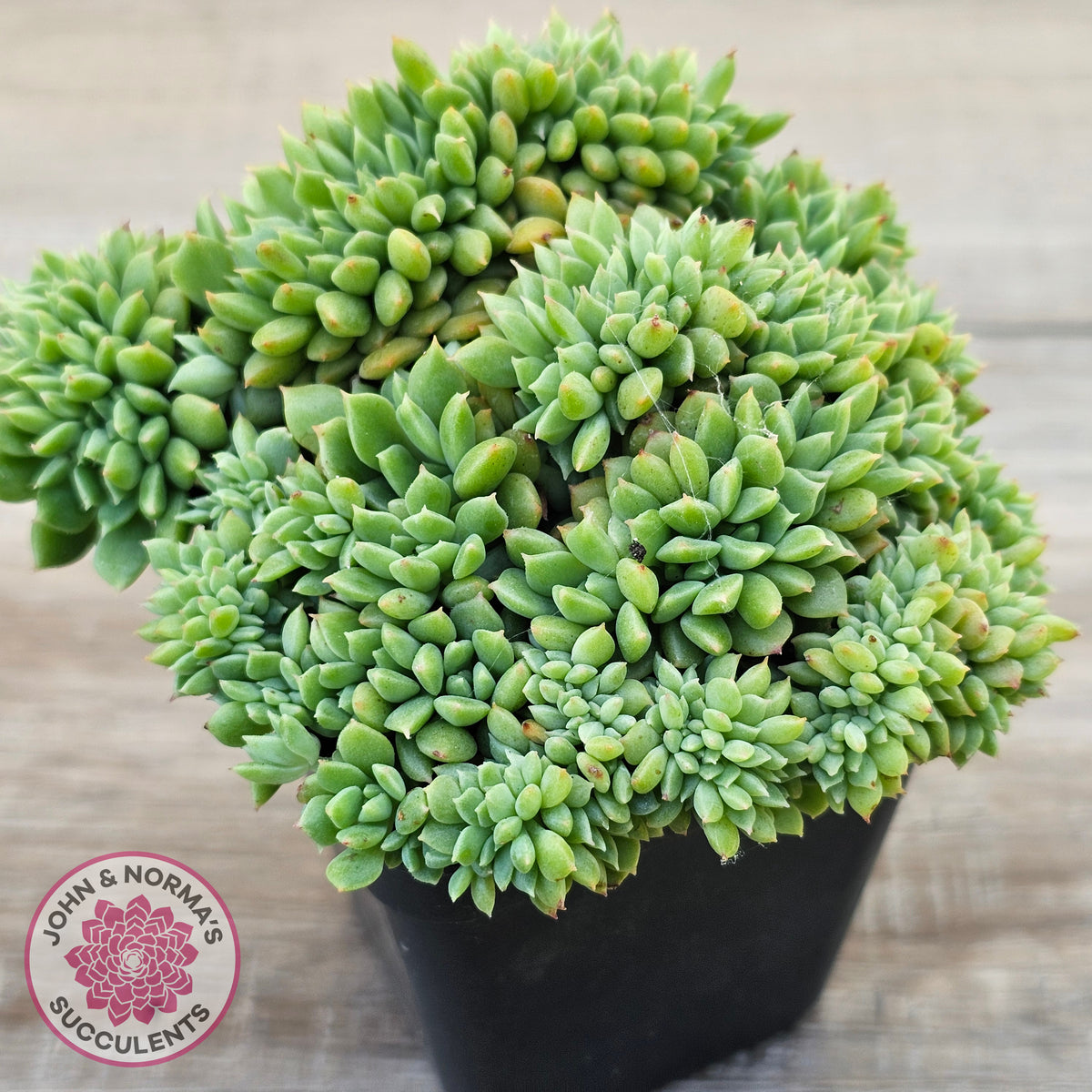 Echeveria 'Leisal' Crested (lg)