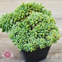 Load image into Gallery viewer, Echeveria 'Leisal' Crested (lg)
