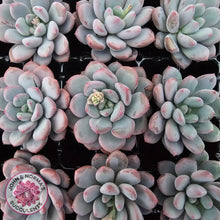 Load image into Gallery viewer, Echeveria 'Lemazzo' - Cutting
