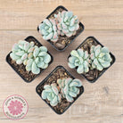Echeveria 'Lemazzo'