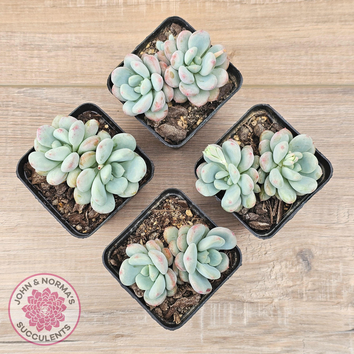 Echeveria 'Lemazzo'
