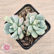 Load image into Gallery viewer, Echeveria &#39;Lemazzo&#39; - John &amp; Norma&#39;s Succulents Australia
