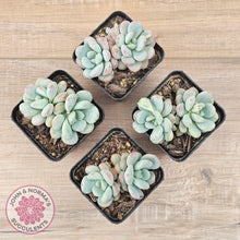 Load image into Gallery viewer, Echeveria &#39;Lemazzo&#39; - John &amp; Norma&#39;s Succulents Australia
