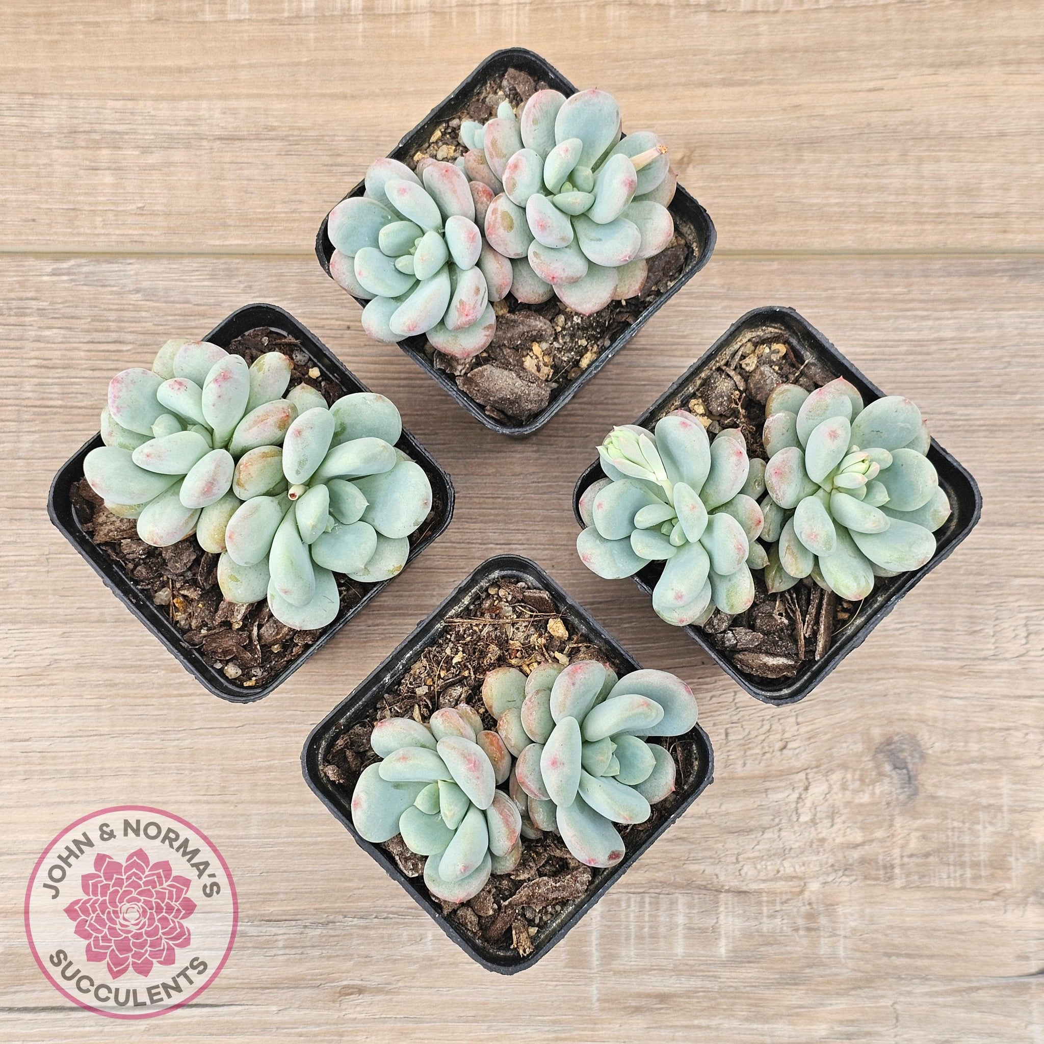 Buy Echeveria 'Lemazzo' Australia