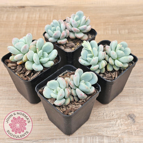 Echeveria 'Lemazzo' - John & Norma's Succulents Australia