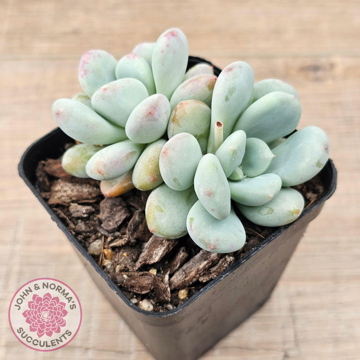 Echeveria 'Lemazzo'