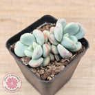 Echeveria 'Lemazzo'