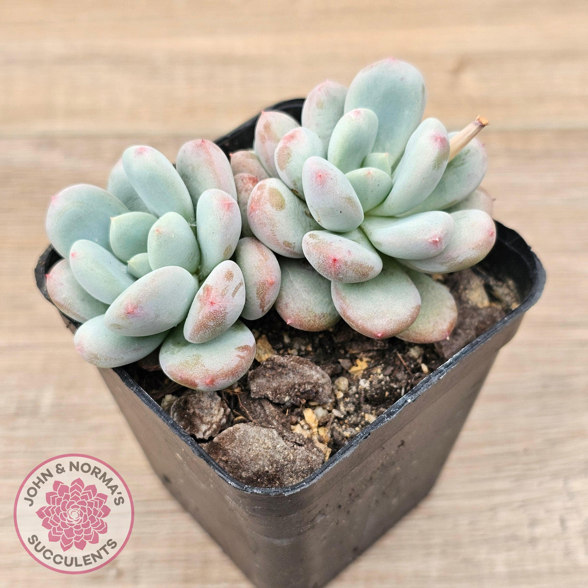 Echeveria 'Lemazzo'