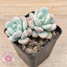 Load image into Gallery viewer, Echeveria &#39;Lemazzo&#39; - John &amp; Norma&#39;s Succulents Australia
