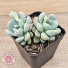 Echeveria 'Lemazzo'