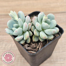 Load image into Gallery viewer, Echeveria &#39;Lemazzo&#39; - John &amp; Norma&#39;s Succulents Australia
