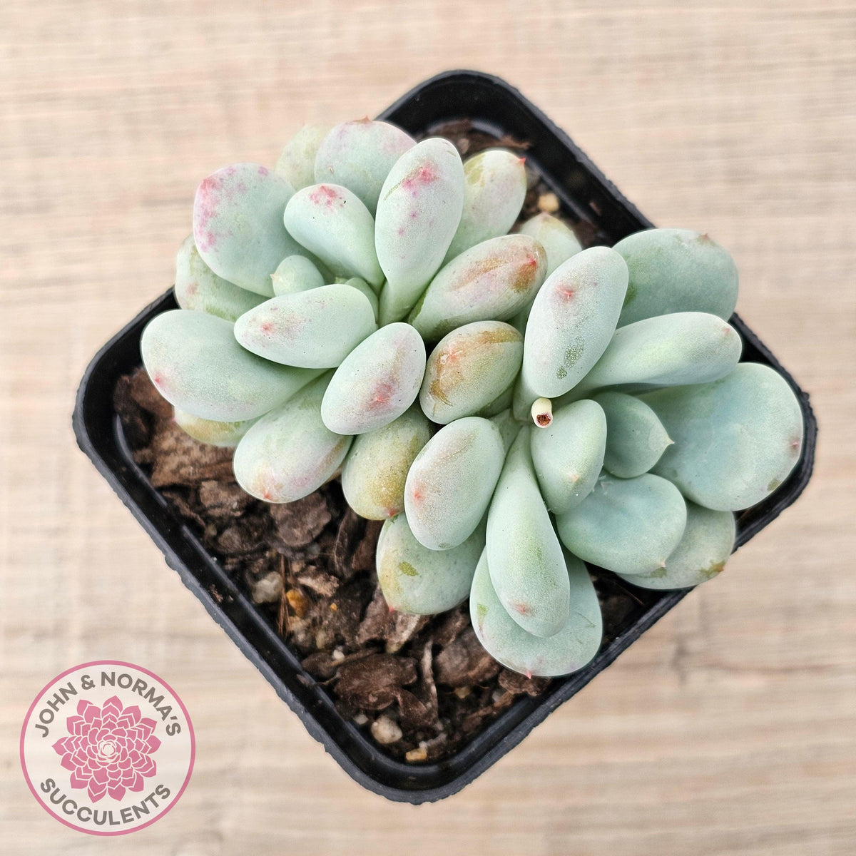Echeveria 'Lemazzo'