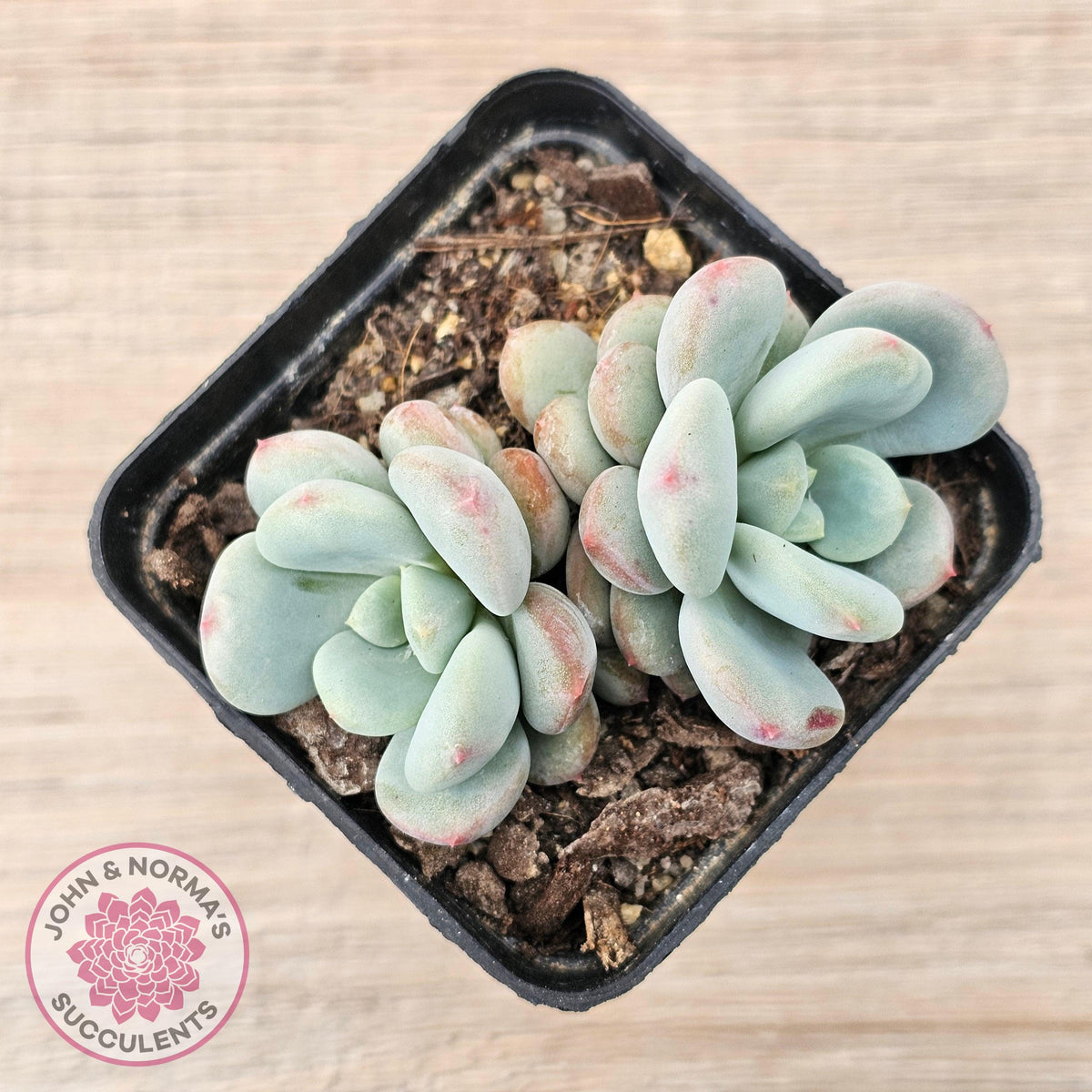Echeveria 'Lemazzo'