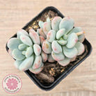 Echeveria 'Lemazzo'