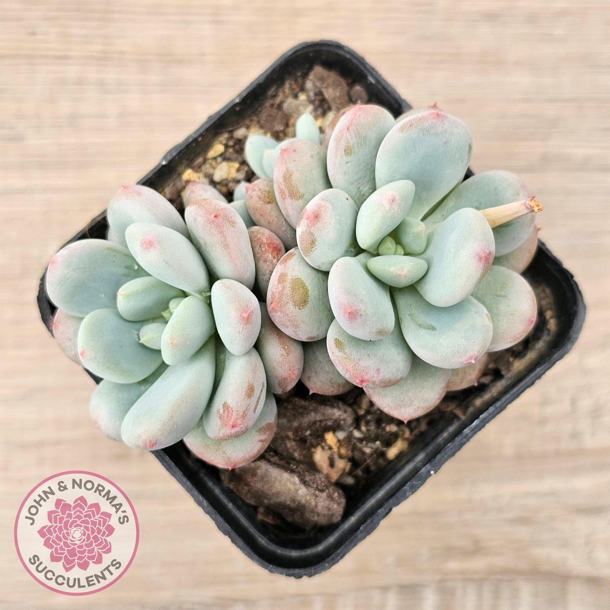 Echeveria 'Lemazzo'