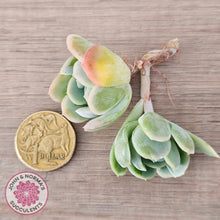 Load image into Gallery viewer, Echeveria 'Lemon Berry' - Cutting
