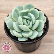 Load image into Gallery viewer, Echeveria 'Lemon Berry'
