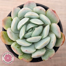 Load image into Gallery viewer, Echeveria 'Lemon Berry'
