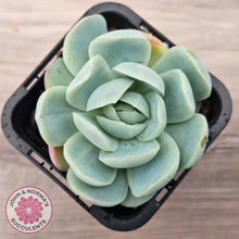 Load image into Gallery viewer, Echeveria 'Lemon Berry'
