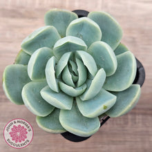 Load image into Gallery viewer, Echeveria 'Lemon Berry'
