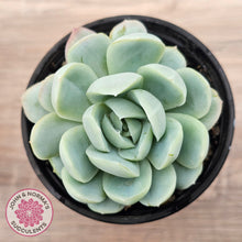 Load image into Gallery viewer, Echeveria 'Lemon Berry'
