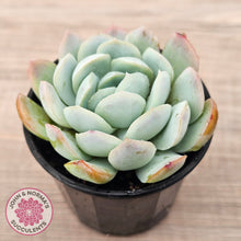Load image into Gallery viewer, Echeveria 'Lemon Berry'
