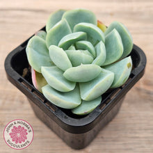 Load image into Gallery viewer, Echeveria 'Lemon Berry'
