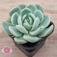 Load image into Gallery viewer, Echeveria 'Lemon Berry'
