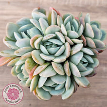 Load image into Gallery viewer, Echeveria 'Lemon Berry' - Cutting
