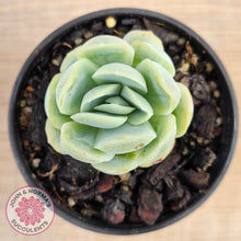 Load image into Gallery viewer, Echeveria &#39;Lemon Berry&#39;
