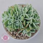 Echeveria Lemon Rose Variegated Crest