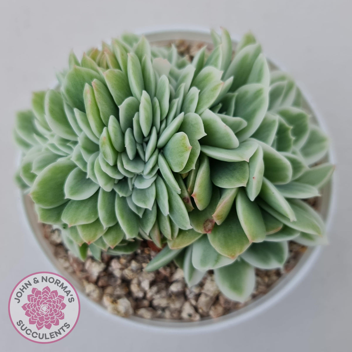 Echeveria Lemon Rose Variegated Crest