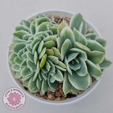 Load image into Gallery viewer, Echeveria Lemon Rose Variegated Crest - John &amp; Norma&#39;s Succulents Australia
