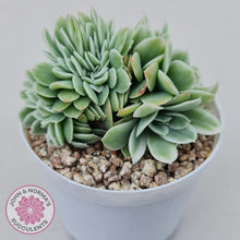 Load image into Gallery viewer, Echeveria Lemon Rose Variegated Crest - John &amp; Norma&#39;s Succulents Australia
