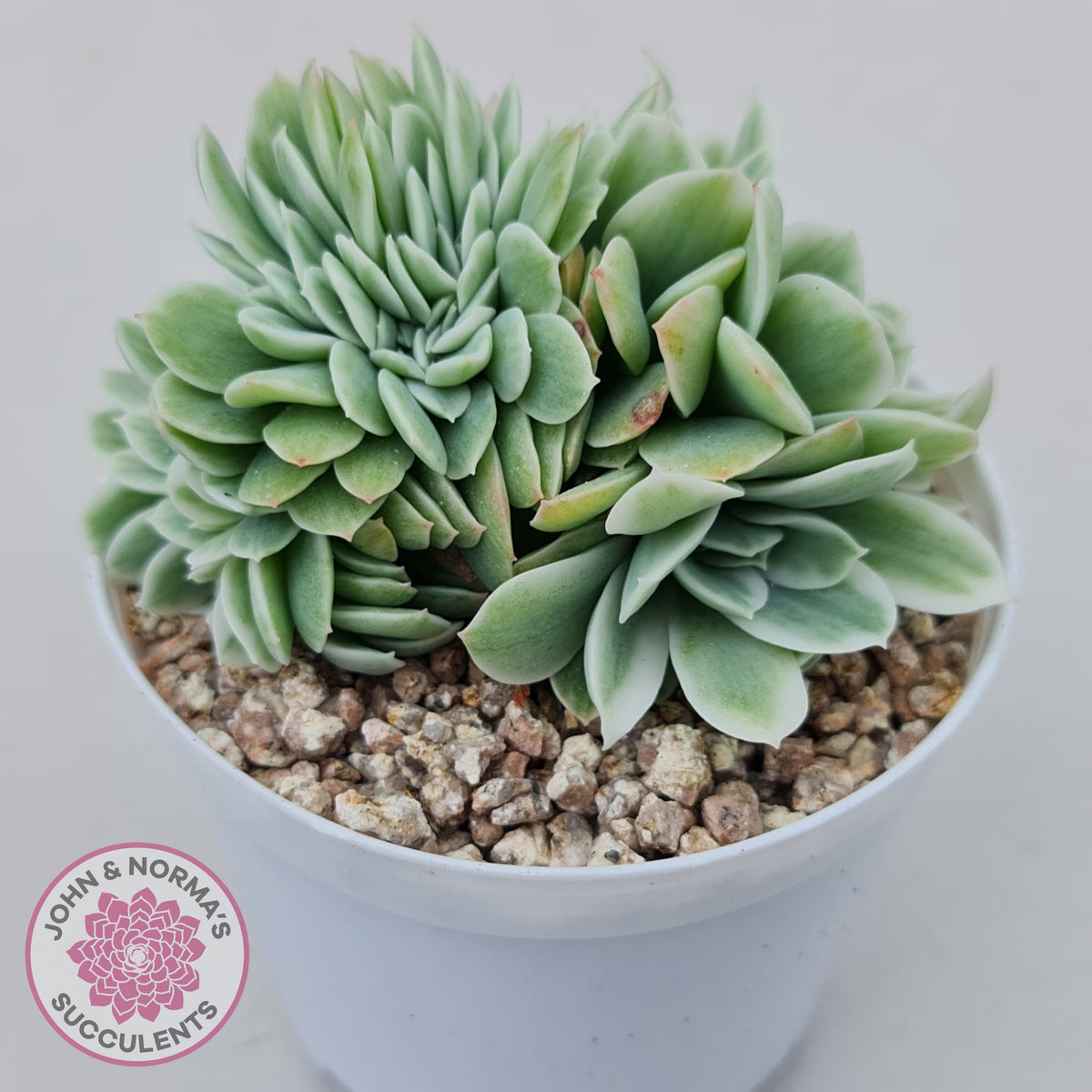 Echeveria Lemon Rose Variegated Crest | John & Norma's Succulents ...