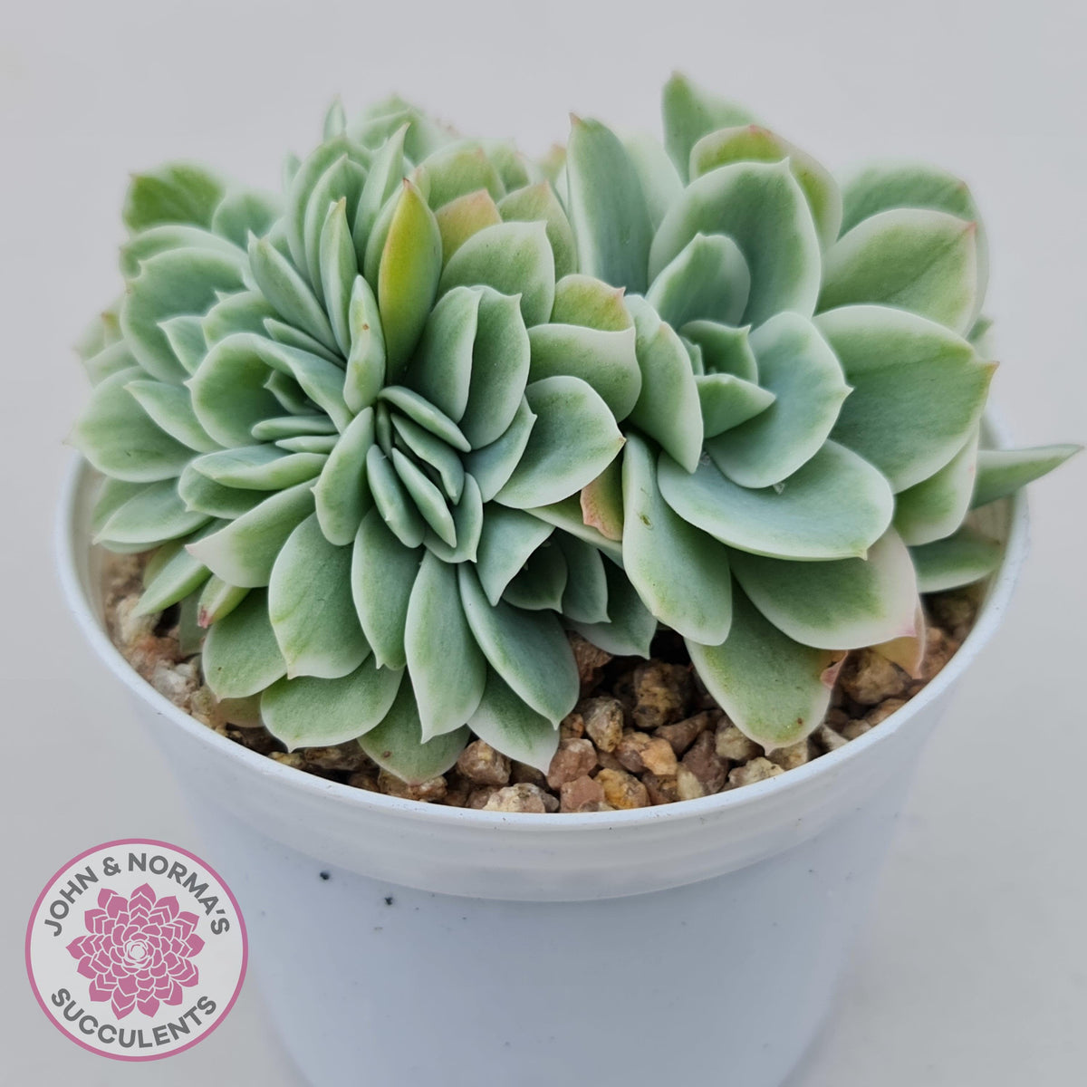 Echeveria Lemon Rose Variegated Crest