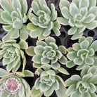 Echeveria Lemon Rose Variegated - Cuttings (w roots)