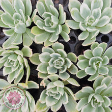 Load image into Gallery viewer, Echeveria Lemon Rose Variegated - Cuttings (w roots)
