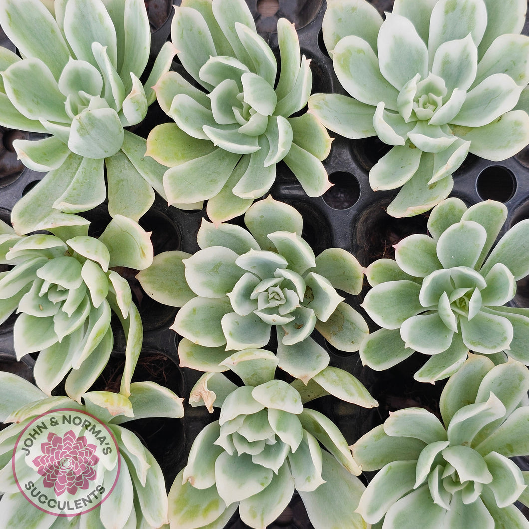 Echeveria Lemon Rose Variegated - Cuttings (w roots)