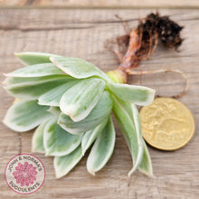 Load image into Gallery viewer, Echeveria Lemon Rose Variegated - Cuttings (w roots)
