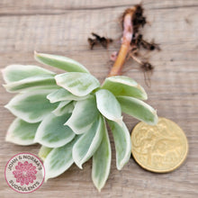 Load image into Gallery viewer, Echeveria Lemon Rose Variegated - Cuttings (w roots)

