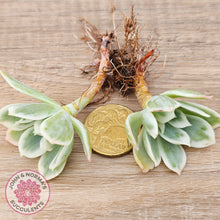 Load image into Gallery viewer, Echeveria Lemon Rose Variegated - Cuttings (w roots)
