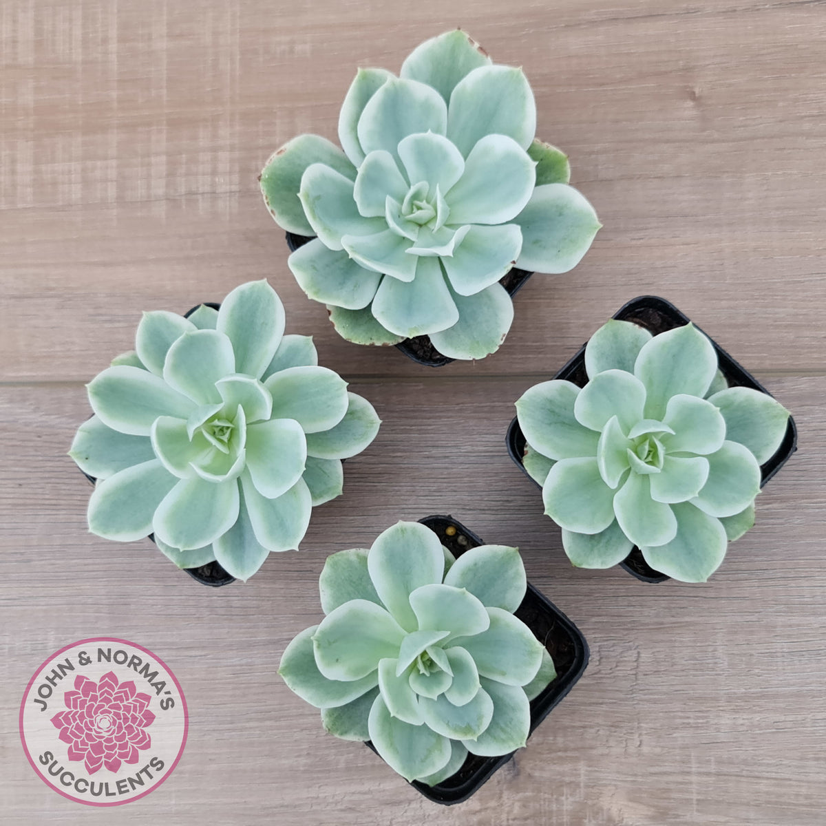 Echeveria Lemon Rose Variegated