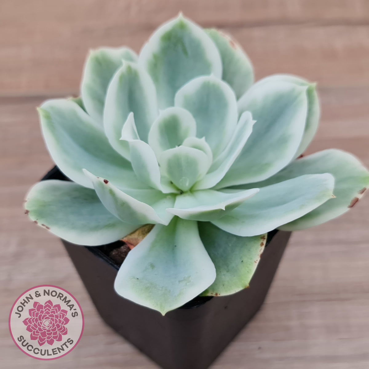 Echeveria Lemon Rose Variegated