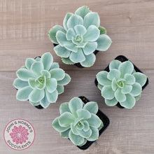 Load image into Gallery viewer, Echeveria Lemon Rose Variegated
