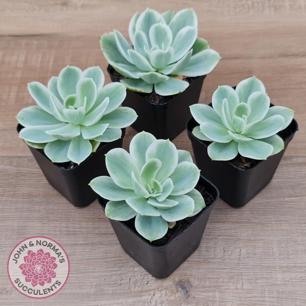 Echeveria Lemon Rose Variegated