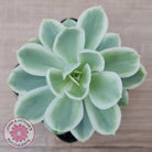 Echeveria Lemon Rose Variegated