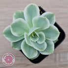 Echeveria Lemon Rose Variegated